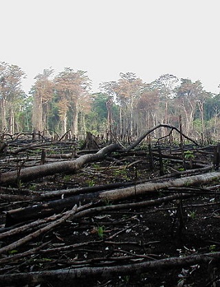 Amazon Deforestation