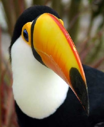 Amazon Toucan