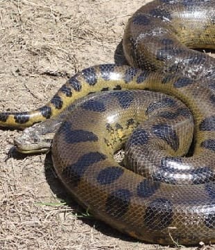 Anaconda Snake