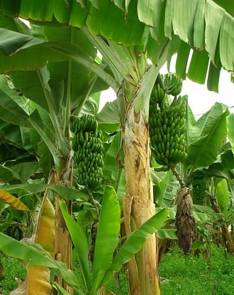 Banana Tree