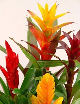 Bromeliad Plants