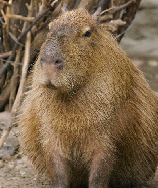 Capybara