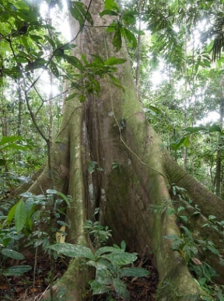 Ceiba Tree