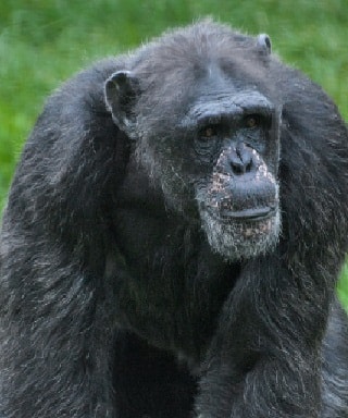 Chimpanzee