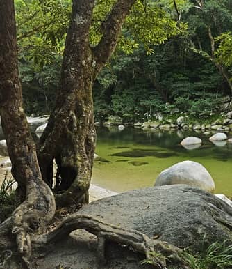 A river in the Daintree Tropical Rainforest