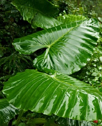 Elephant Ear Plant
