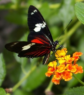 Heliconius Doris Linnaeus