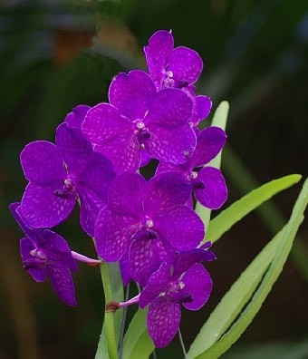 Tropical House Plant - Orchid