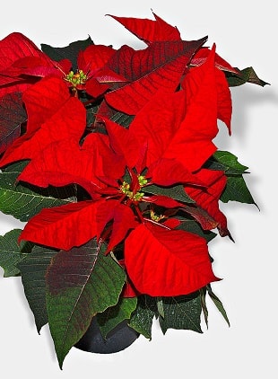 Poinsettia Plant