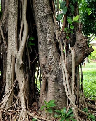 Rubber Tree