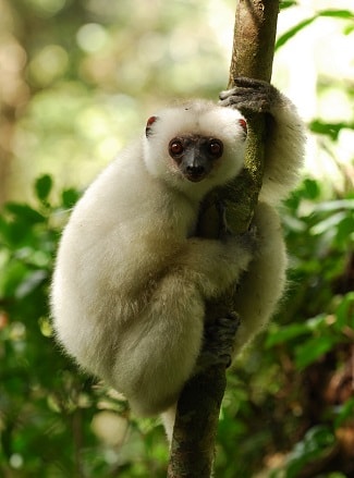 Silky-Sifaka