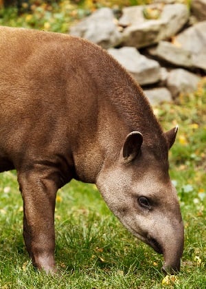 Tapir