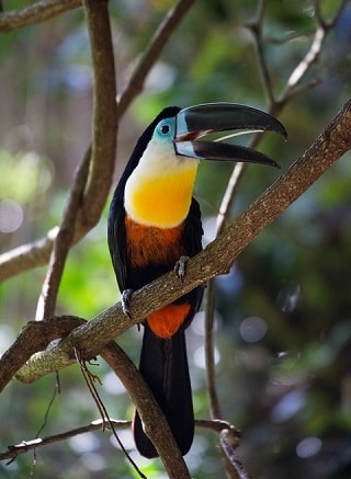 Toucan