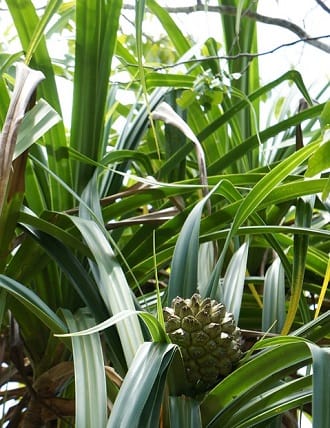Tropical Rainforest Plants